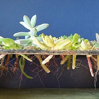 多肉植物,ベランダガーデン,花のある暮らし,バルコニー/ベランダの画像