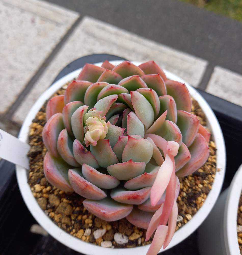 多肉植物　ハオルヤ ハオルヤ,多肉植物ハオルヤ紅葉,ハオルヤ殖やし方,ハオルヤ育て