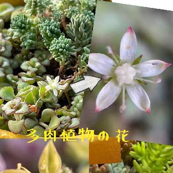 多肉植物,　リトルミッシー,多肉棚DIY,多肉植物寄せ植え,多肉棚の画像