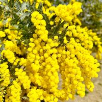 ミモザ,スマホ撮影,山野草,花壇,アップ写真の画像