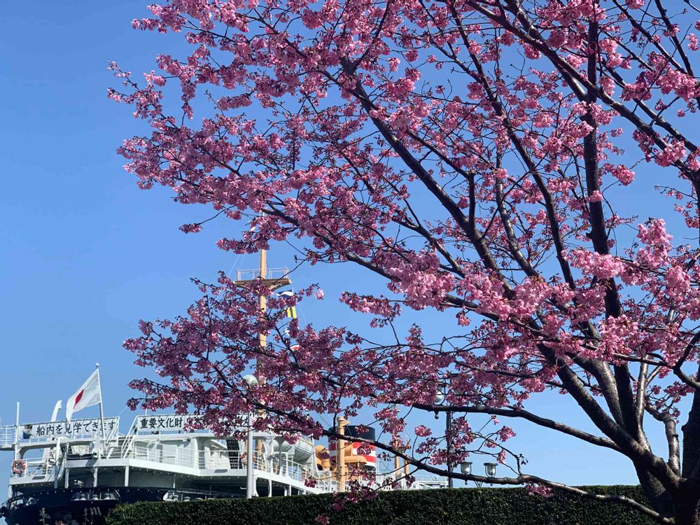 めいたんとママさんの山下公園への投稿