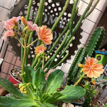 華さんご,多肉植物,セダムが好き,サボテン☆,寄せ植えの画像