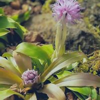 ショウジョウバカマ,野の花,スマホ撮影,♡今日のお花♡,季節の花の画像