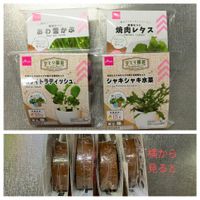 家庭菜園,おうちde菜園,おうち園芸,フラワーアレンジメント,ガーデニングの画像