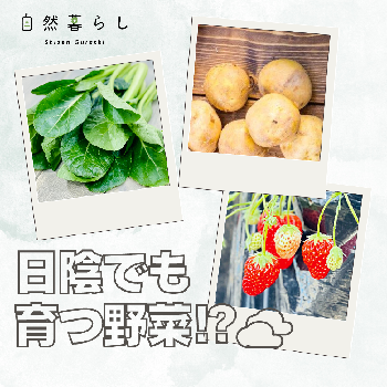 レタスの画像
