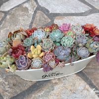 多肉植物初心者,多肉植物,植物のある暮らし,多肉大好き,春の植え替えの画像