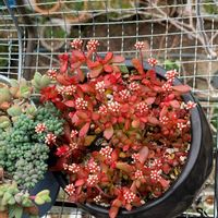 紅稚児,多肉植物,太陽大好き,多肉植物のある暮らし,おうち園芸の画像