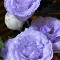 トルコキキョウ,切り花,花が好きの画像
