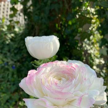 寄せ植え,My Garden♪,白い水曜日♡,平和を願う☆,純白マニアの画像