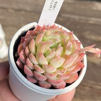 花月夜×ミニマP.T,chii*ty苗,多肉植物,ザワフェス,紅葉する多肉の画像
