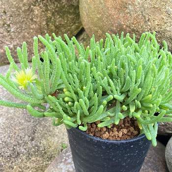 パキポディウム　恵比寿大黒,塊根植物の画像