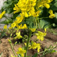 キャベツ,小松菜,初の野菜畑に挑戦,家庭菜園,おうち園芸の画像