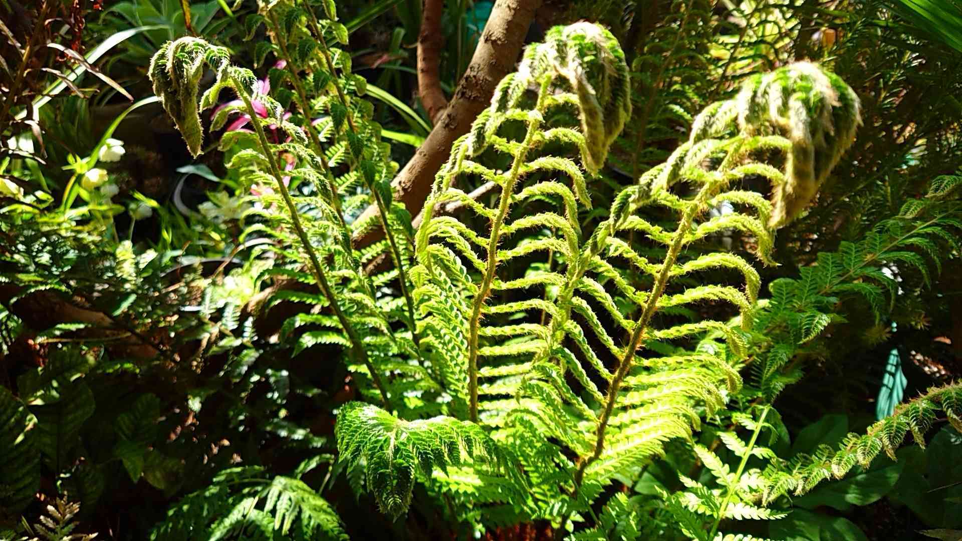 Fern Garden🌿|🍀GreenSnap(グリーンスナップ) Fern Garden🌿|🍀GreenSnap(グリーンスナップ)