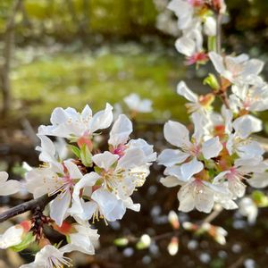 ユスラウメ,白い花,落葉低木,植栽,バラ科の画像