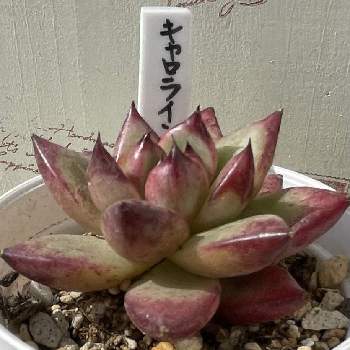 アロマティカス パステルミント,メネデール,タンニン鉄,比較実験の画像