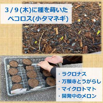 いちご,プランター菜園,プランター野菜,おうち園芸,ガーデニングの画像