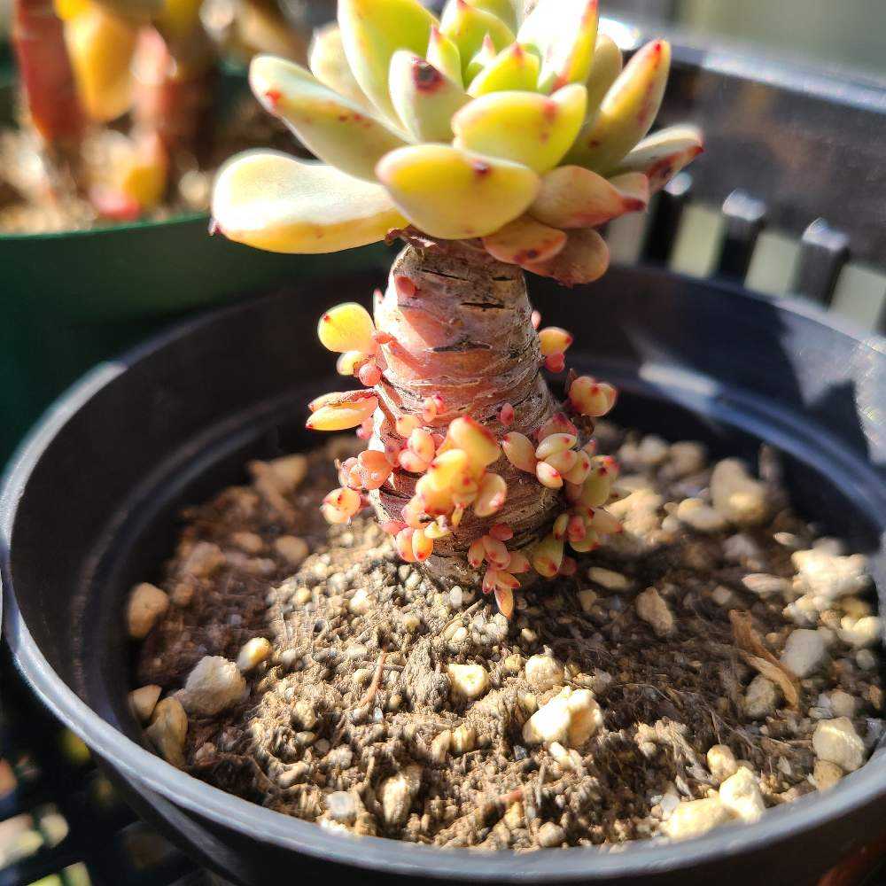 ギャラクシーブルー　抜き苗 1699869306416_651093_20231113_