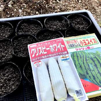 男爵ジャガイモ,キタアカリ,メイクイン,ぽろしり（じゃがいも）,袋栽培の画像