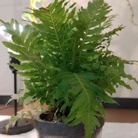 ブレクナム シルバーレディー,観葉植物,シダ植物,ブレクナム　シルバーレディ,こまりねこ シルバーレディの画像