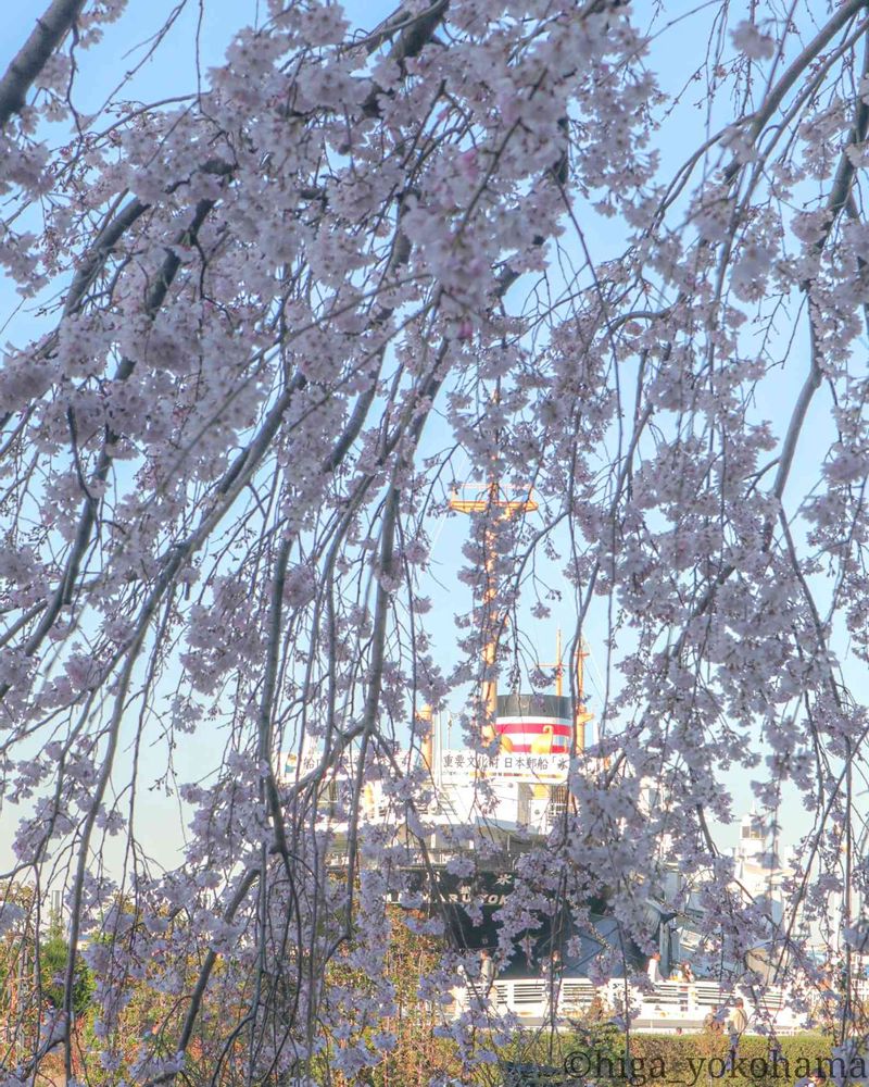 ヒガ君さんの山下公園への投稿