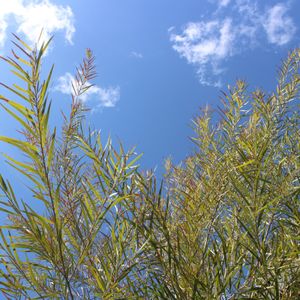 アカシア　フロリバンダ,お庭,青空,軒下,いい天気の画像