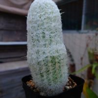 幻楽,多肉植物,パキポディウム属,アガベ AGAVE,観葉植物の画像