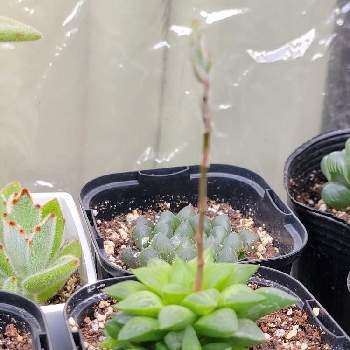 花鏡,ハオルチア,花芽,多肉植物,多肉の子株の画像