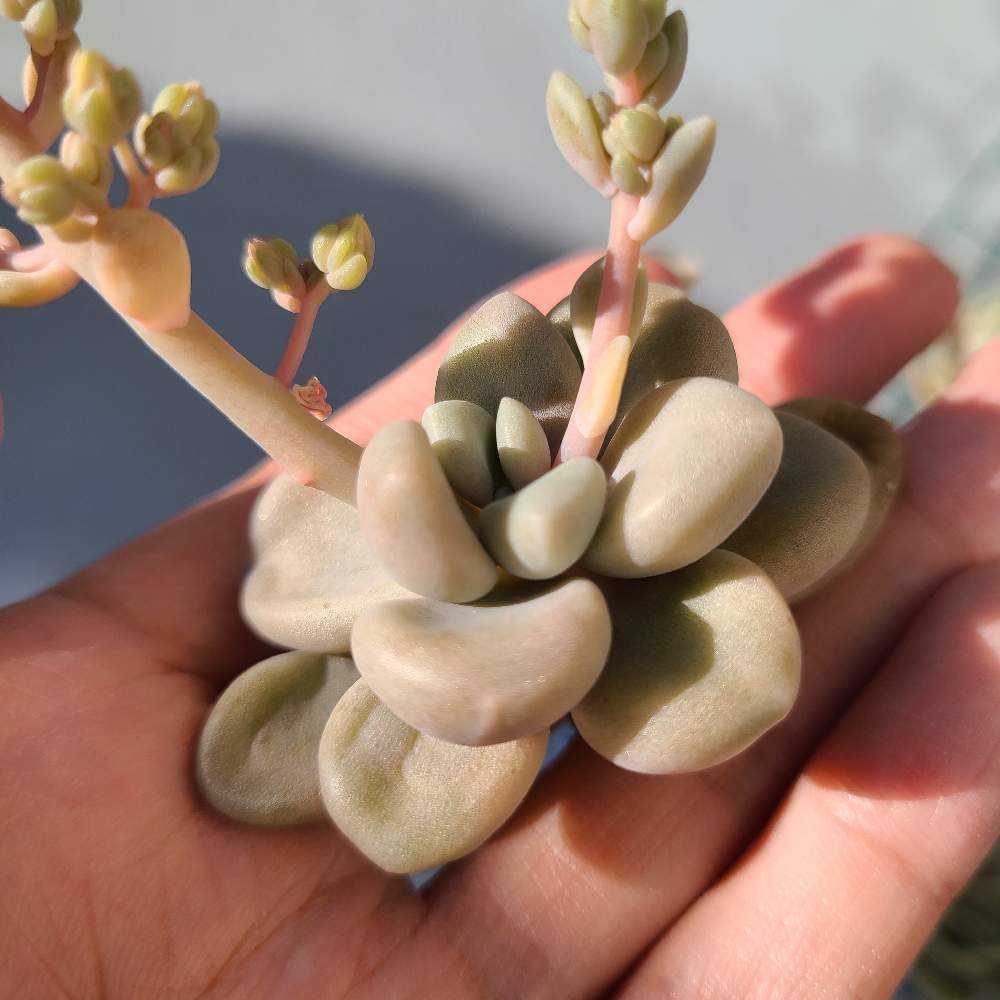 エレンの成長記録☃️☃️|🍀GreenSnap(グリーンスナップ) エレンの成長記録☃️☃️|🍀GreenSnap(グリーンスナップ)