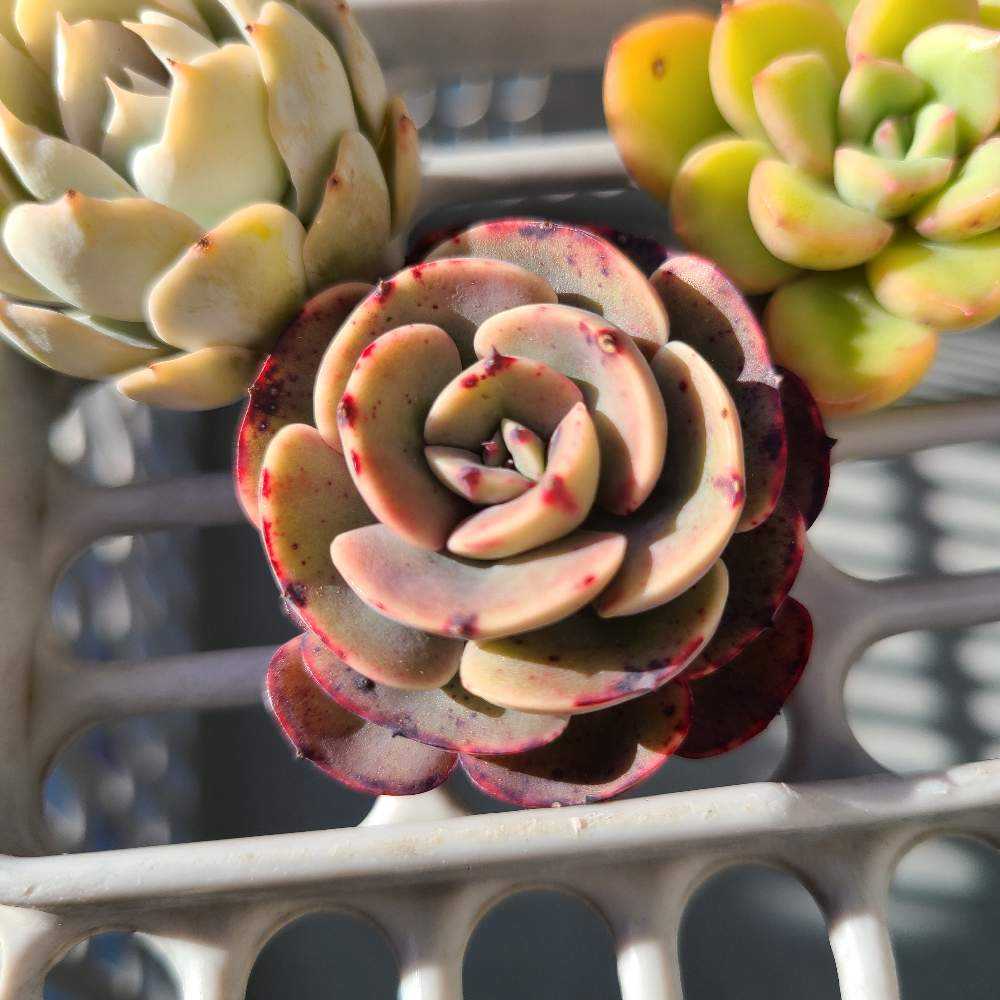 ペルシアの成長記録💜🌹｜🍀GreenSnap（グリーンスナップ）