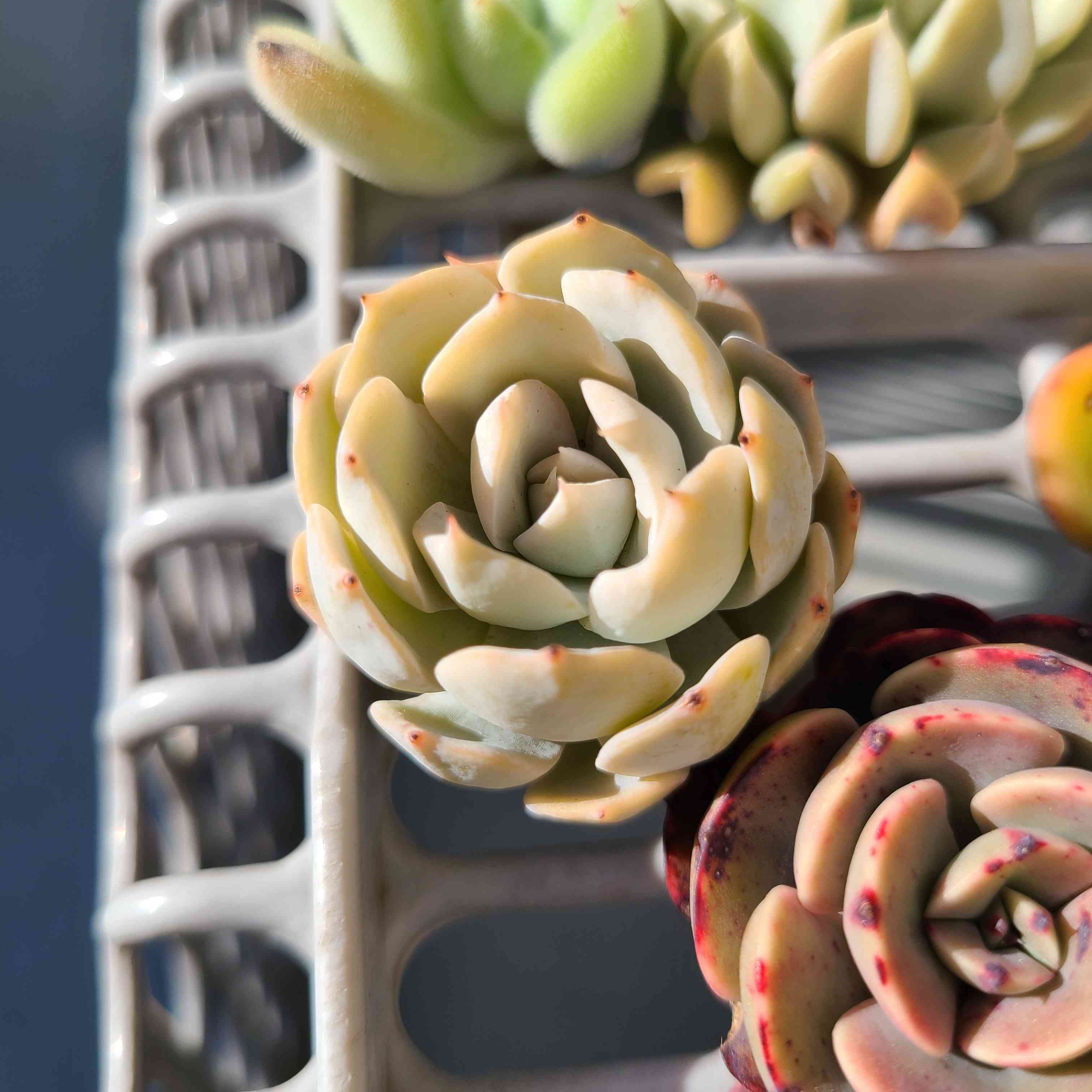 ブルークラウドの成長記録💙☁️｜🍀GreenSnap（グリーンスナップ）