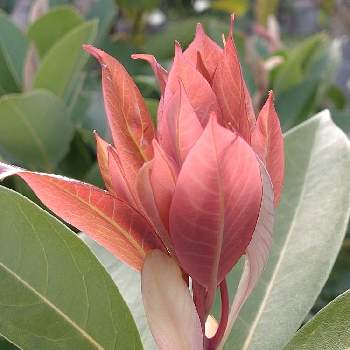 タブノキ,はるが来た！,タブノキの新芽,春の庭,広い庭の画像