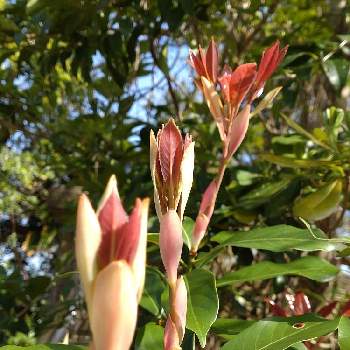 タブノキ,はるが来た！,タブノキの新芽,春の庭,広い庭の画像