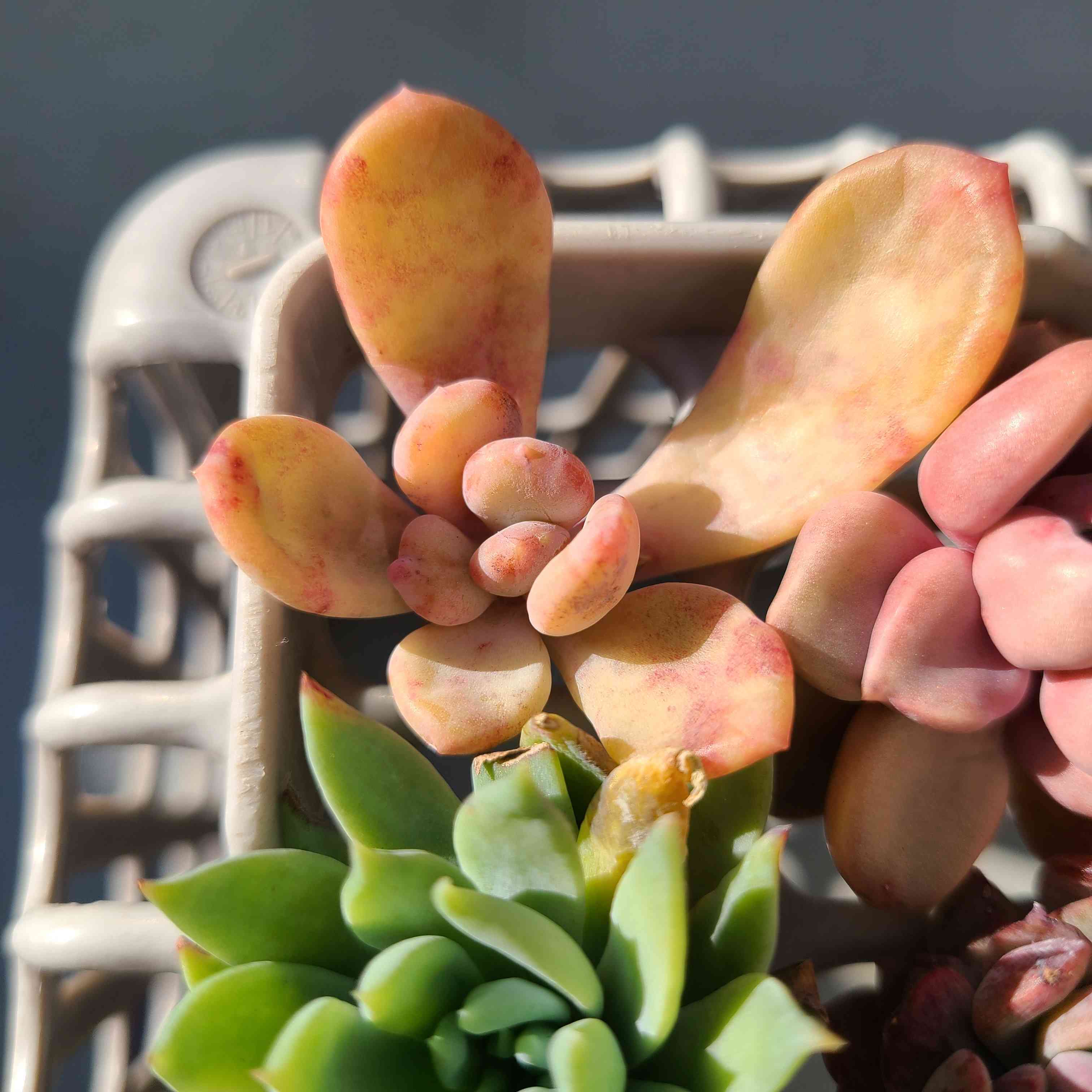 元禄美人 の成長記録💗👗｜🍀GreenSnap（グリーンスナップ）