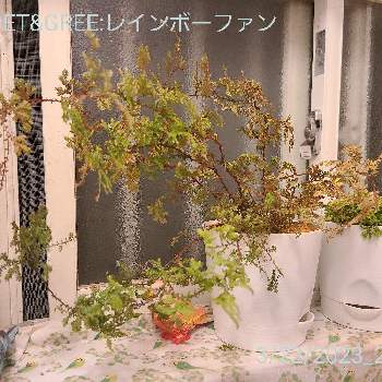 レインボーファン,千葉県,シダ植物,バス/トイレの画像