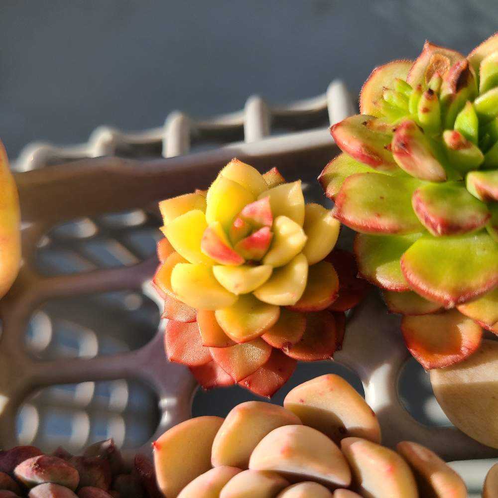 マジックジャムゴールドの成長記録🪄💛｜🍀GreenSnap（グリーンスナップ）