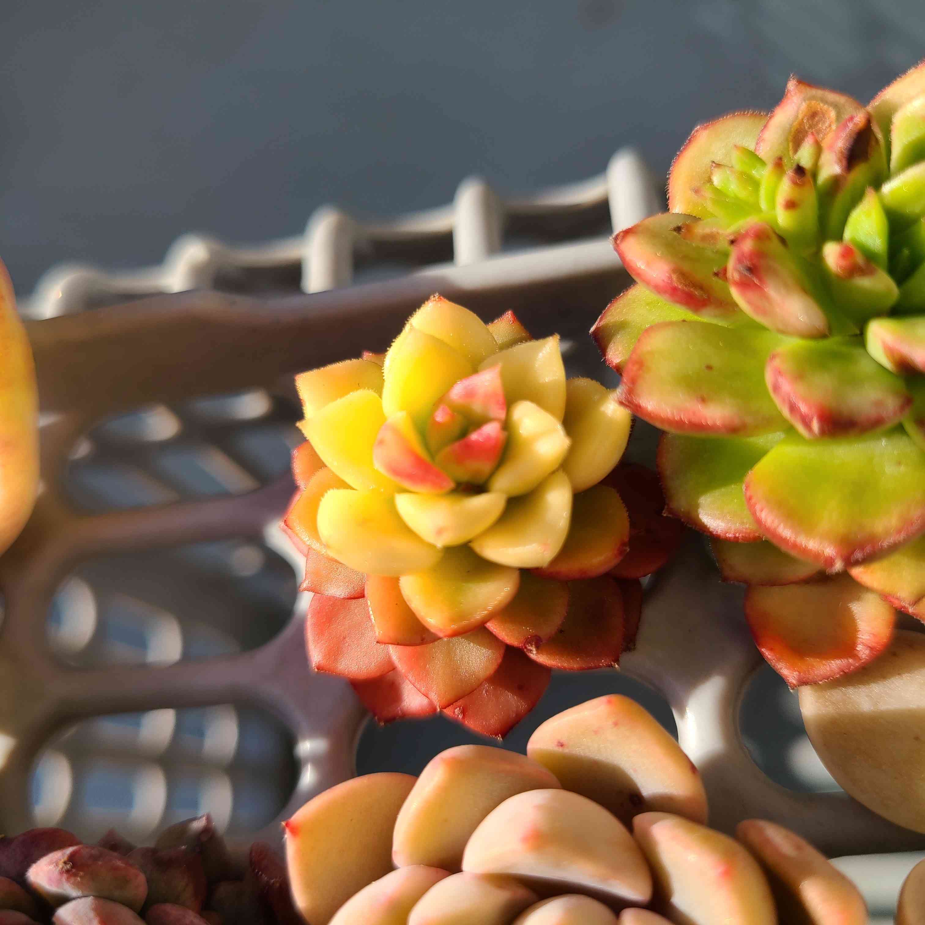 マジックジャムゴールドの成長記録🪄💛｜🍀GreenSnap（グリーン