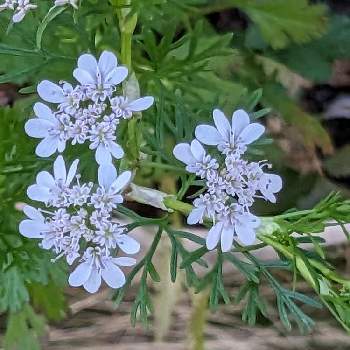 ユーカリ ポポラス,ポポラス,ユーカリ,ポポラス鉢植えの画像