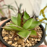 ホリダ,トゲトゲ,植え替え,珍奇植物,アガベ属の画像