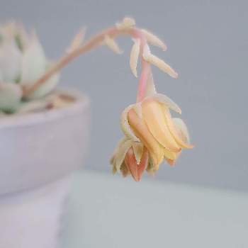 花芽,多肉植物,開花,ピンクチップス♡,多肉植物のある暮らしの画像