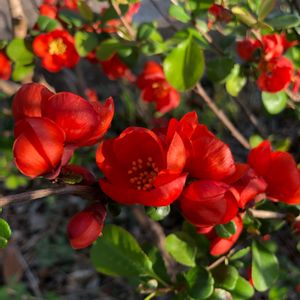ボケ,可愛い〜♡,花のある暮らし,今日のお花,お写ん歩の画像