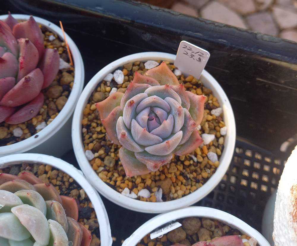 741🌹ピカチュウ ラブリーハート｜🍀GreenSnap（グリーンスナップ）