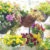 ビオラ,植物のある暮らし,ハンキング,ビオラ・パンジー,寄せ植えの画像