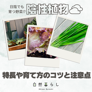 ガーデニング,植物のある暮らし,プランター栽培,ベランダ菜園,露地栽培の画像