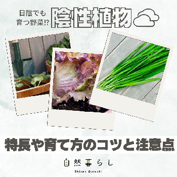 レタスの画像