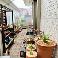 脱汚庭,多肉植物,宿根草♪,家庭菜園,小さな庭の画像