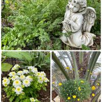 オルレアの葉,花ホタル,マトリカリア,庭の花,可愛い花の画像