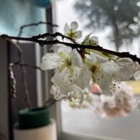 ヒメリンゴの画像
