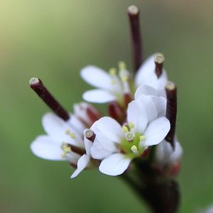 ミチタネツケバナ,雑草,野草,白い花,マクロ撮影の画像