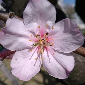 野の花