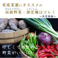 プランター野菜,固定種,家庭菜園,ぐるたね,野菜作りの画像